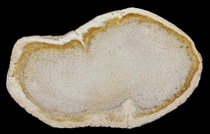 Petrified Palmwood (Palmoxylon) Slab - Louisiana #60573